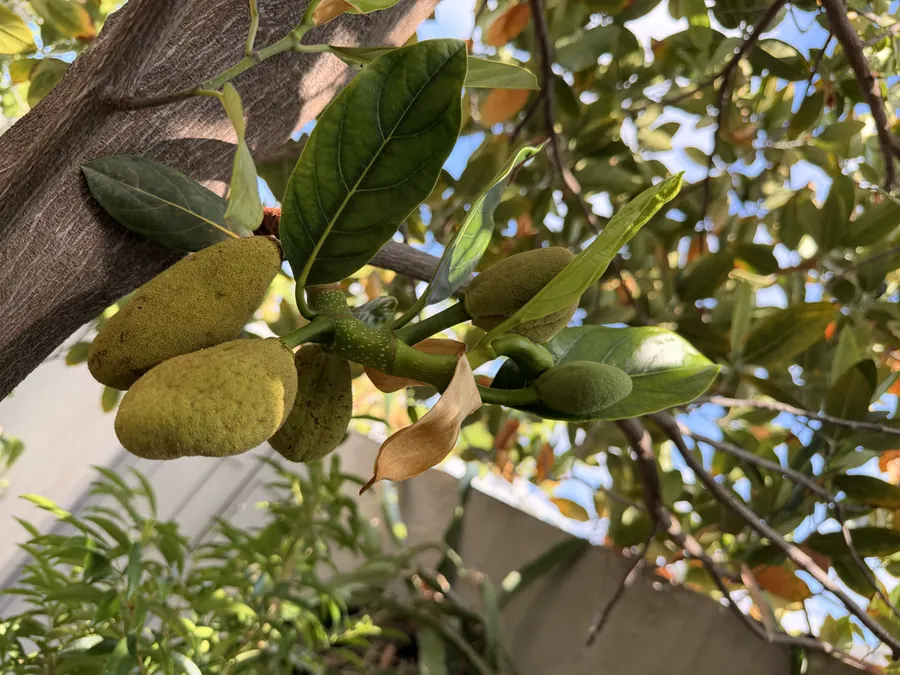 אשכול תפרחות זכר על ענף ג'קפרוט, לצד ניצנים עטופים בקשוות