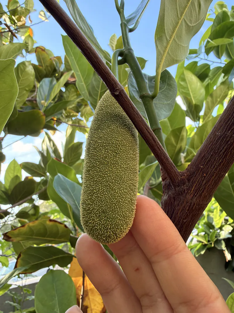 תפרחת זכר של ג'קפרוט – גליל מוארך וקטיפתי על עוקץ דק, מוחזק ביד