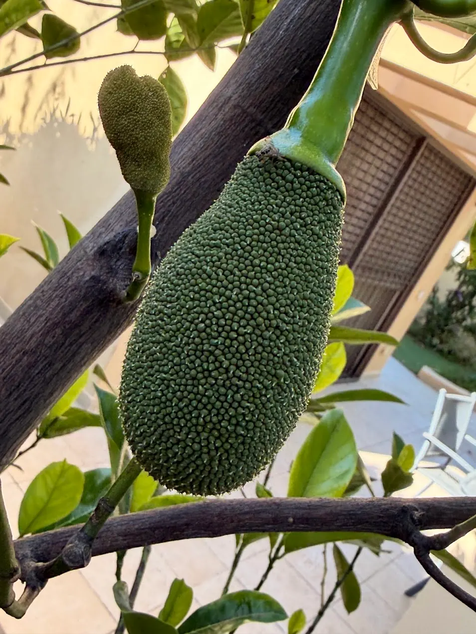 ענף ג'קפרוט ועליו תפרחת נקבה גדולה על עוקץ עבה ותפרחת זכר קטנה על עוקץ דק