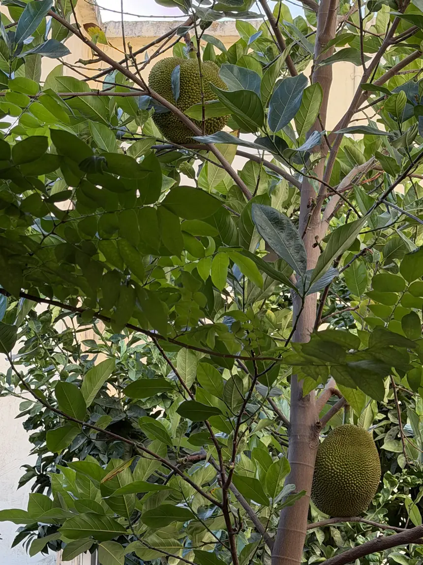 עץ ג'קפרוט מניב בגינה בישראל, שני פירות תלויים על ענפים עבים